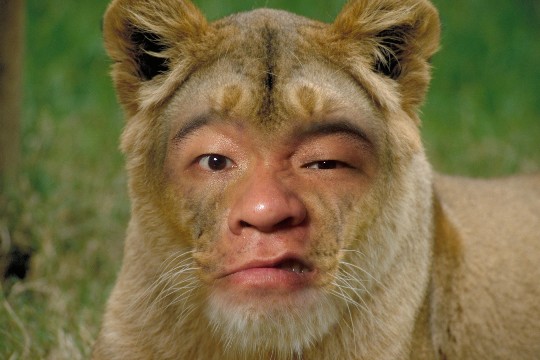 me as lion